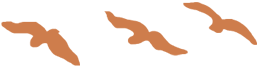 birds